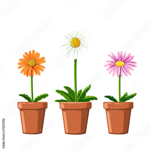 Three daisy flowers in pots isolated on a transparent background
