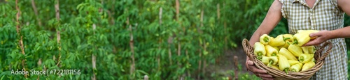 Harvest of yellow pepper in hands in the garden. Selective focus.