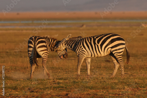 two fighting zebra stallion in Amboseli NP