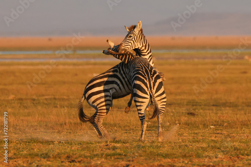 two fighting zebra stallion in Amboseli NP