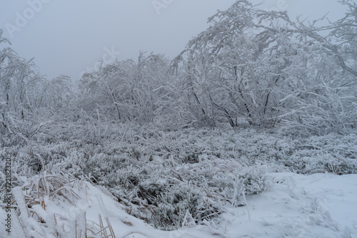 Fototapeta Naklejka Na Ścianę i Meble -  Trees covered with frost in a winter scenery