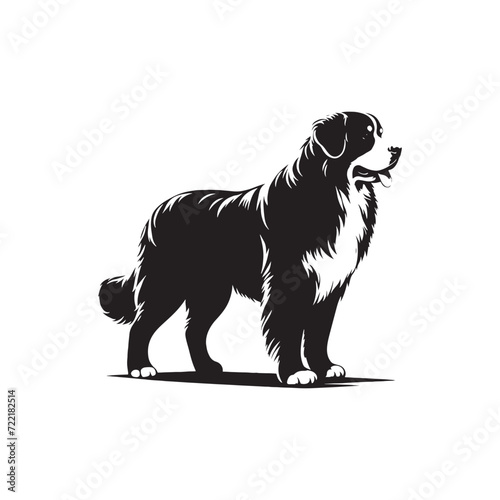 Majestic Canine Portraits: Bernese Mountain Dog Silhouette Series Capturing the Grace and Power of These Regal Companions - Bernese Mountain Dog Illustration - Bernese Mountain Dog Vector
