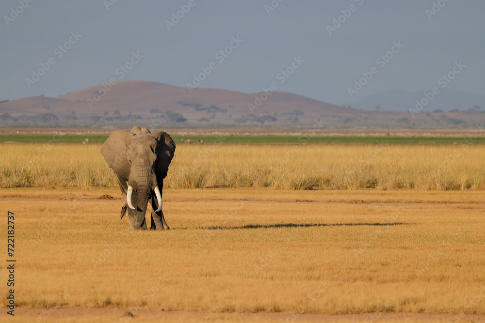 Fototapeta premium one single african elephant in the savannah