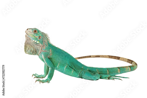Close up of a Blue iguana