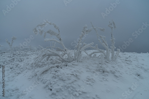 Fototapeta Naklejka Na Ścianę i Meble -  Trees covered with frost in a winter scenery