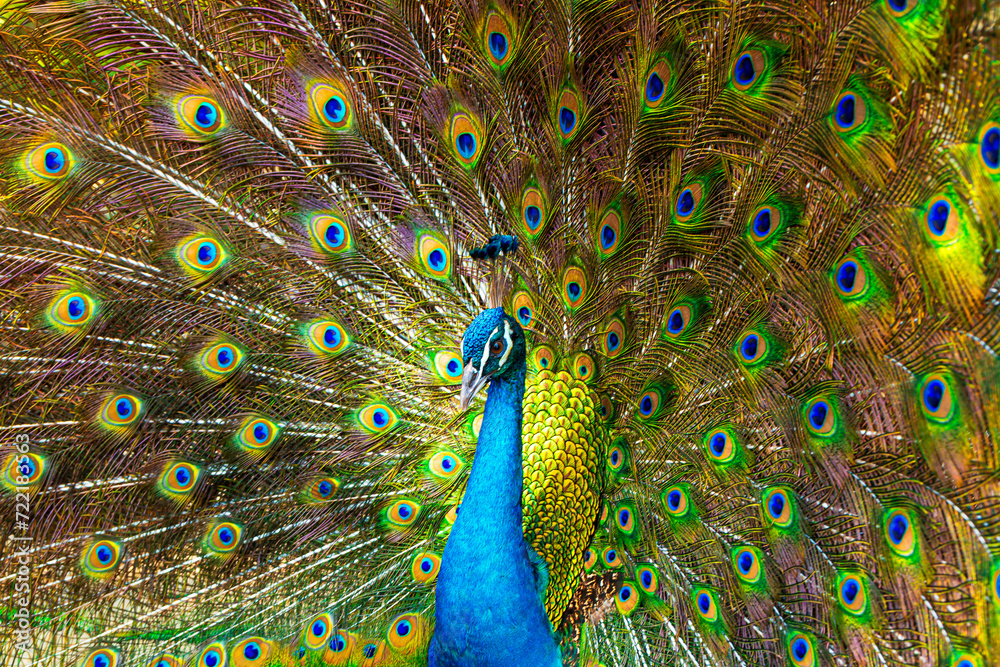 Obraz premium peacock,Picture of a beautiful peacock with feathers removed,Blue Peacock