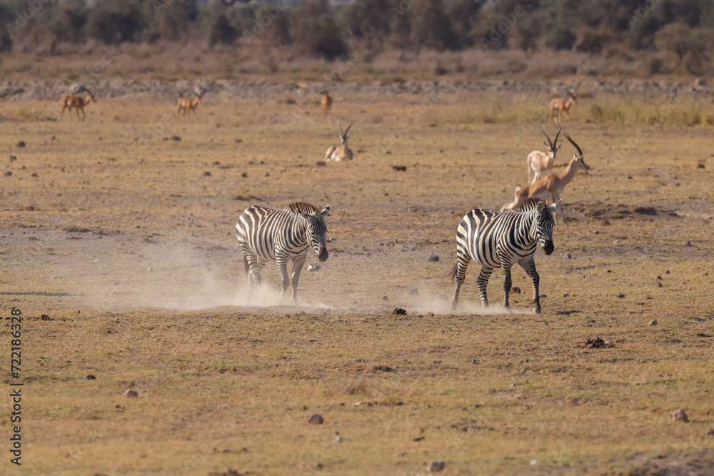zebra herd walk in the dusty Amboseli NP zebra herd walk in the dusty Amboseli NP