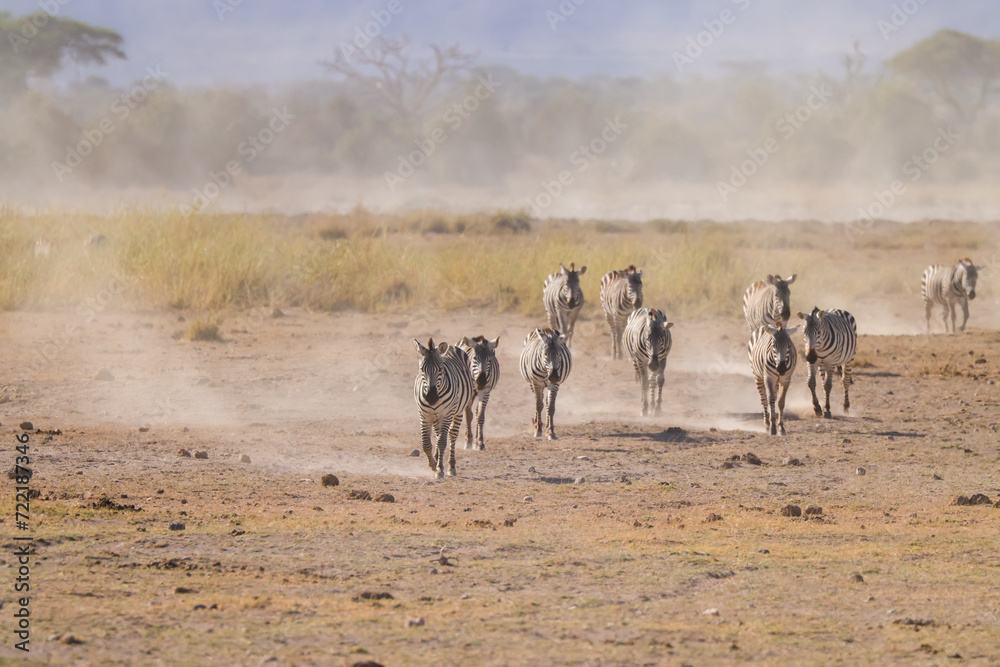 zebra herd walk in the dusty Amboseli NP zebra herd walk in the dusty Amboseli NP