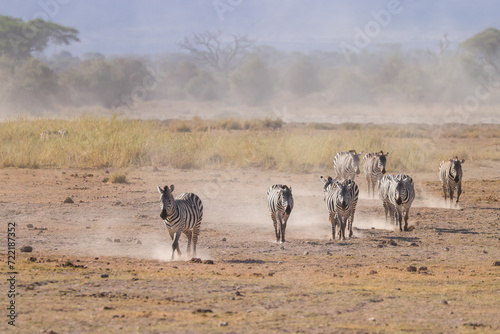 zebra herd walk in the dusty Amboseli NP