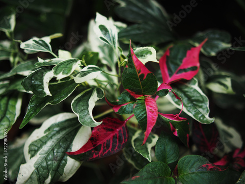 vareigated plants background green world white and green bueatyful plants photo