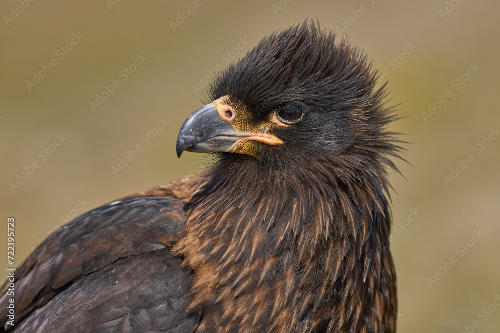 Portrait of a Striated Caracara (Phalcoboenus australis) on Carcass Island in the Falkland Islands.
