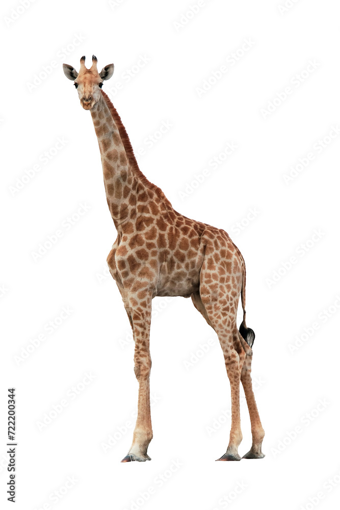 giraffe isolated on transparent background