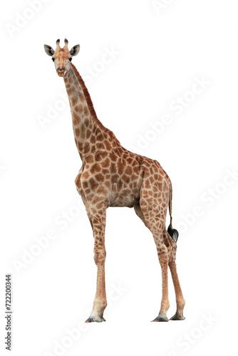 giraffe isolated on transparent background © MA