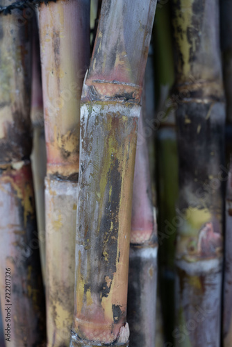 close up of sugarcane, Poaceae family plant, health, juice, ethanol extraction