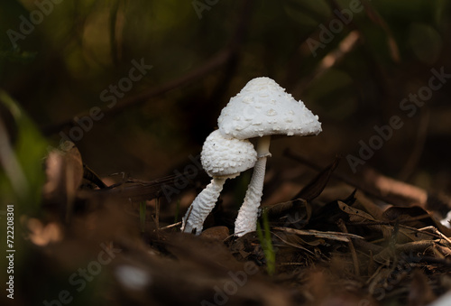 Dois cogumelos juntos