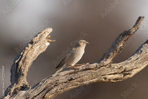 Southern grey-headed sparrow - Passer diffusus perched at brown background. Photo from Kgalagadi Transfrontier Park in South Africa. photo
