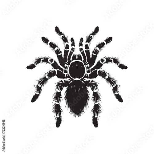 Creepy Crawlers in Shadows: Tarantula Silhouette Collection Capturing the Mysterious Aura of These Enigmatic Creatures - Tarantula Illustration - Tarantula Vector - Spider Silhouette 