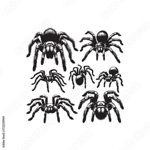 Leggy Shadows: Tarantula Silhouette Ensemble Depicting the Graceful Movements of These Fascinating Arachnids - Tarantula Illustration - Tarantula Vector - Spider Silhouette
