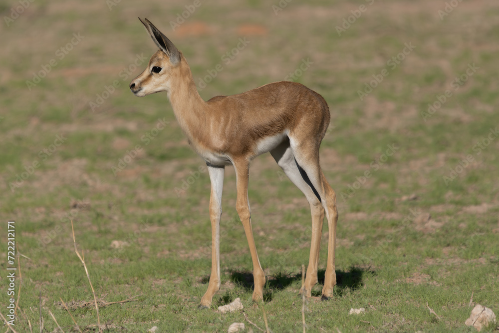 Springbok, springbuck goatling - Antidorcas marsupialis on green grass. Photo from Kgalagadi Transfrontier Park in South Africa. Springbok, springbuck goatling - Antidorcas marsupialis on green grass. Photo from Kgalagadi Transfrontier Park in South Africa.