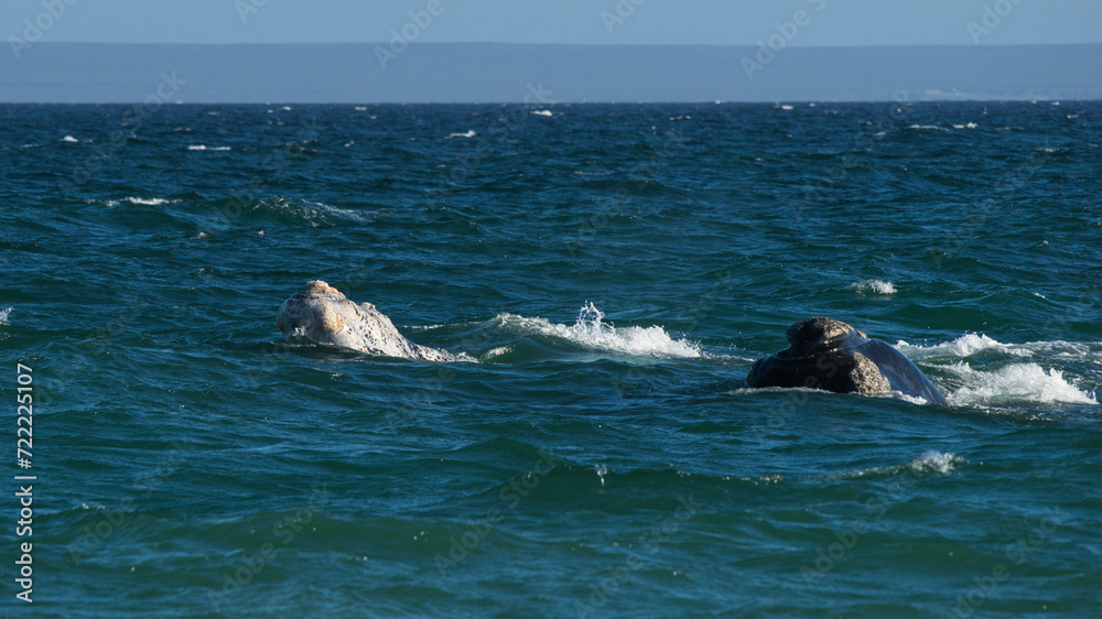 Naklejka premium Südliche Glattwale (Eubalaena australis) vor der Küste der Peninsula Valdés, Argentinien