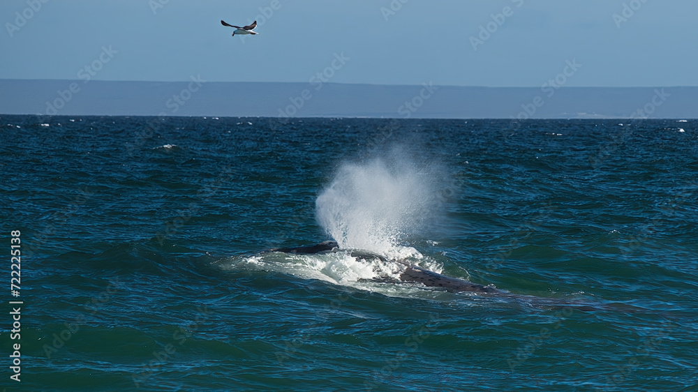Südliche Glattwale (Eubalaena australis) vor der Küste der Peninsula Valdés, Argentinien