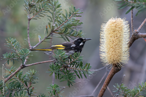 Yellow-throated Honeyeater, Tasmania, Australia