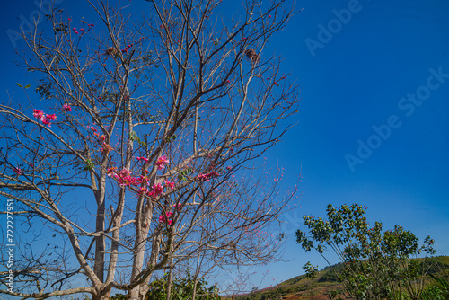 Beautiful Pink white Cherry blossom flowers tree branch in garden with blue sky..Springtime Beauty Pink Cherry Blossoms Bloom on Tree Branches in a Japanese Garden.