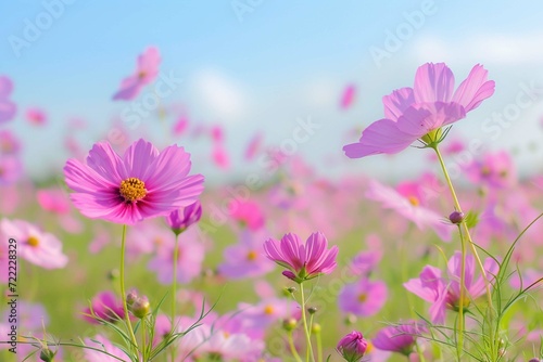 pink cosmos flowers in field
