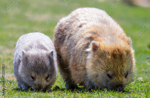 Parent and child wombats grazing in Tasmania, Australia