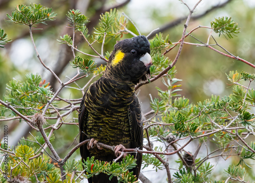 Yellow-tailed black cockatoo in Tasmania