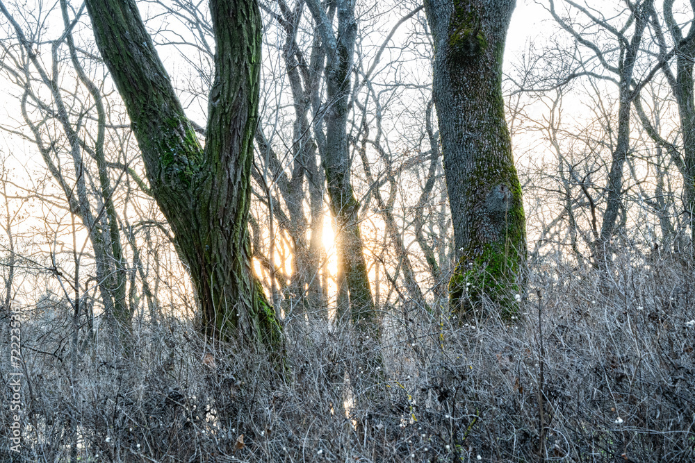 Obraz premium Sunset in the frost forest with bare trees