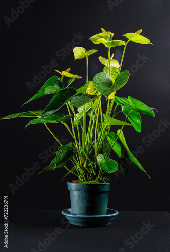A green-white Anthurium in a blue flower pot on a black background