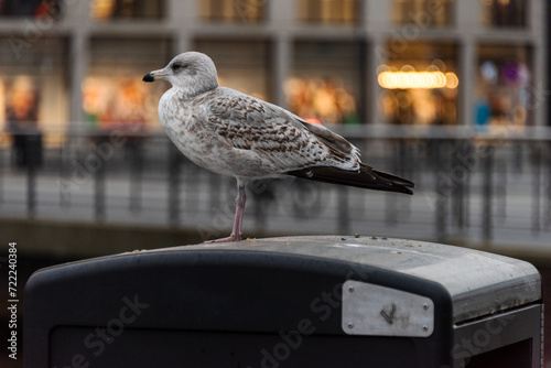 Seemöwe in einer Fußgängerzone duchsucht die Mülltonnen nach Essbarem photo