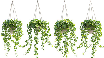 Set of hanging ivy plants on pot, isolated on transparent background