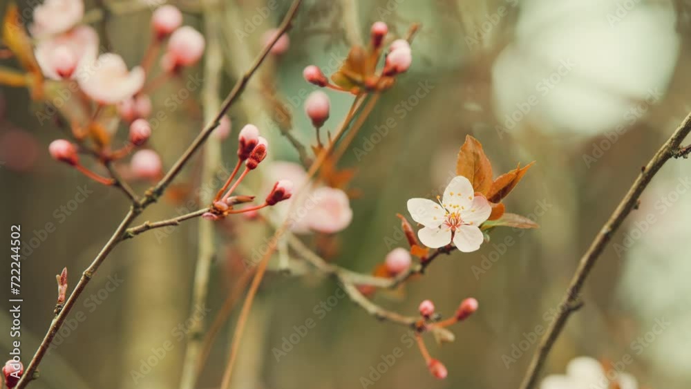 Spring Plum Blossom Flowering Branches In Garden In Sun. Spring Blossom Flower Plum.