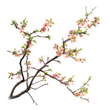 Tree branch flower Photo Overlays, Summer spring painted overlays, isolated on transparent background