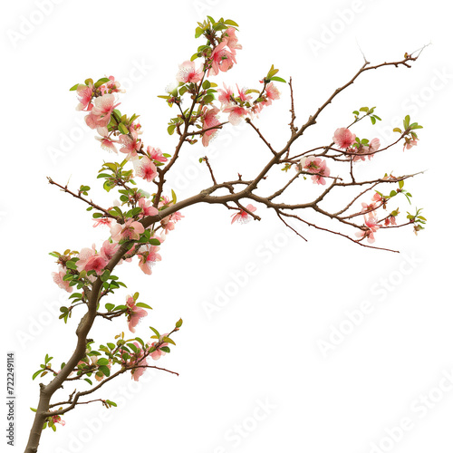 Tree branch flower Photo Overlays, Summer spring painted overlays, isolated on transparent background