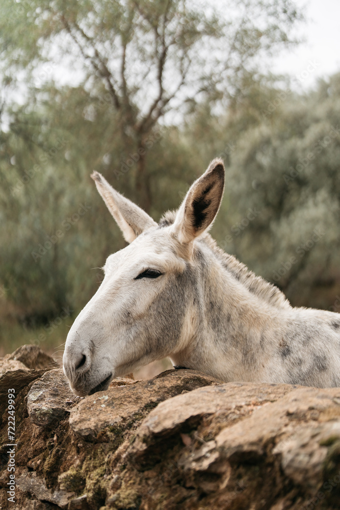 portrait of a large white mule in a field