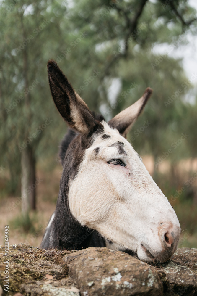 portrait of a mule on a farm