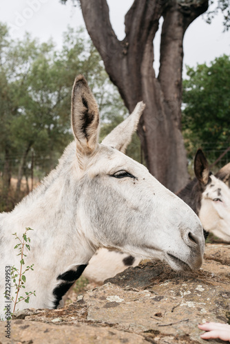 beautiful white mule in the Spanish countryside