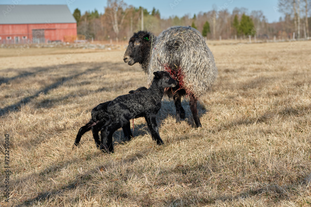 Newborn Gotland sheep lambs in a meadow on a farm in Skaraborg Sweden