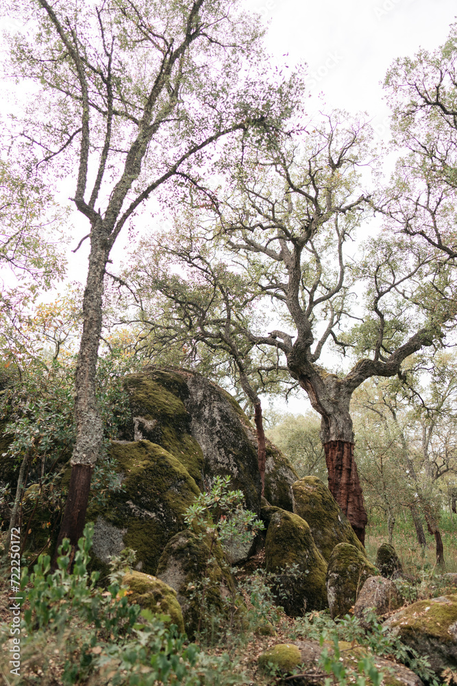 tree and boulders in the forest