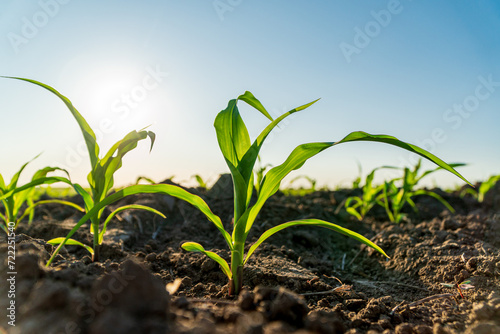 Small corn plants grow in a field. Crops of corn plants. Corn seedlings. Agricultural field with plants
