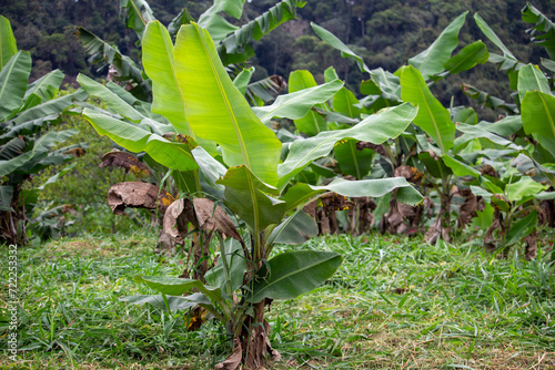Plantação de banana. Fruta