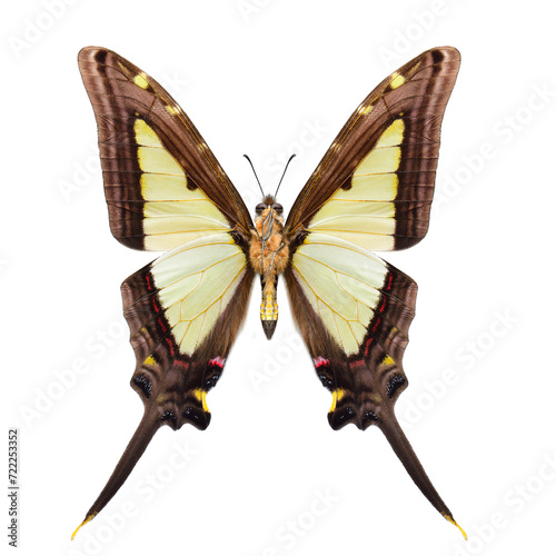 Forewing of Eurytides leucaspis beautiful light green swordtail butterfly isolated on white background
