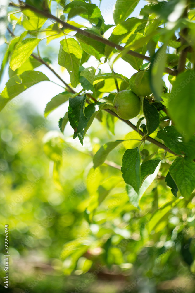 Apple trees on an organic fruit farm.