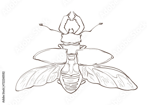 Stag beetle with open wings. Top view of a beetle. Linear drawing by hand. Botanical illustrations for printing in books and textbooks. For printing on clothes, dishes, cards and objects. High quality