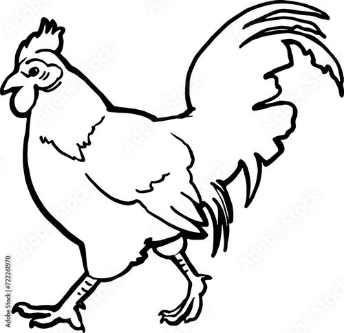 An adult domestic rooster is walking. Linear vector drawing. For printing on products, advertising veterinary hospitals, farms. For printing on pet products. Images of animals in graphics. Happy pets.
