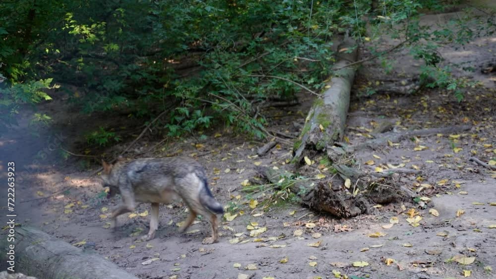 a lonely gray wolf runs in the forest a lonely gray wolf runs in the forest