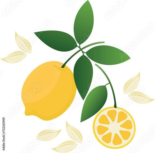 Lemons with cats. Vector stock illustration of a citron. Yellow sour citron fruit,  Lemon, lime, mandarin, orange, citrus fruit.